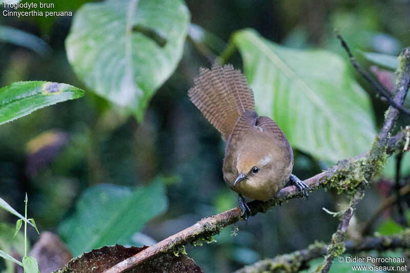 Peruvian Wrenjuvenile