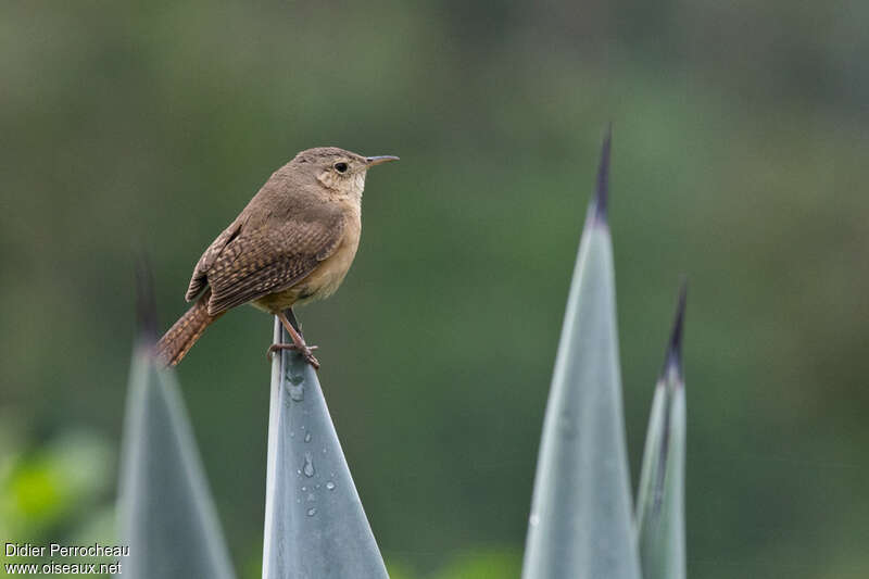 House Wrenadult, identification