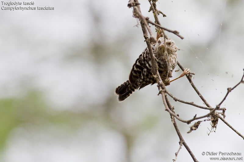 Fasciated Wren