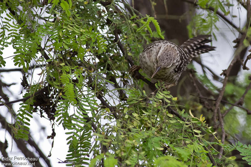 Troglodyte fasciéadulte, composition