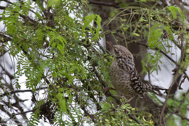 Troglodyte fasciéadulte, identification