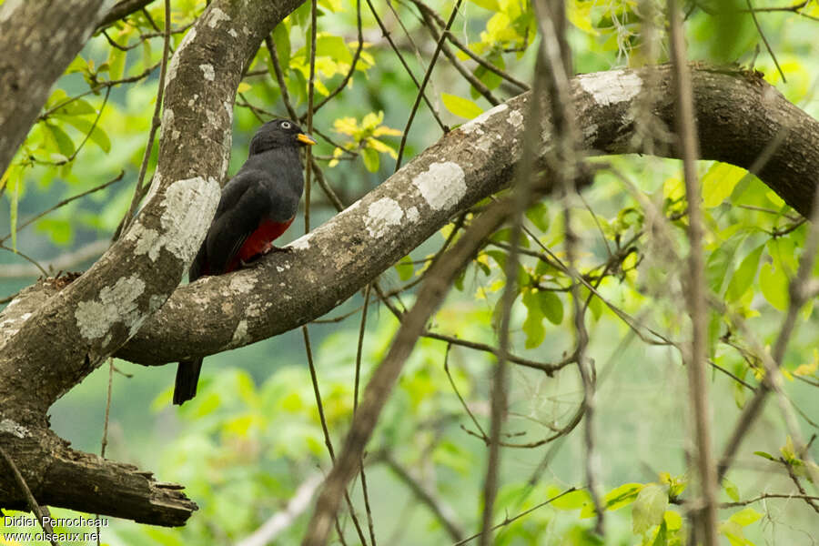 Trogon d'Équateur