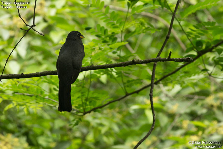 Trogon d'Équateur