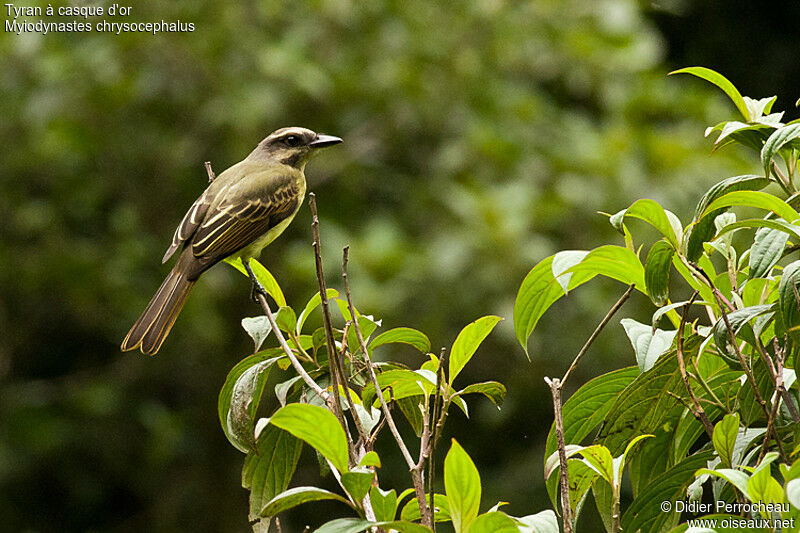 Golden-crowned Flycatcher