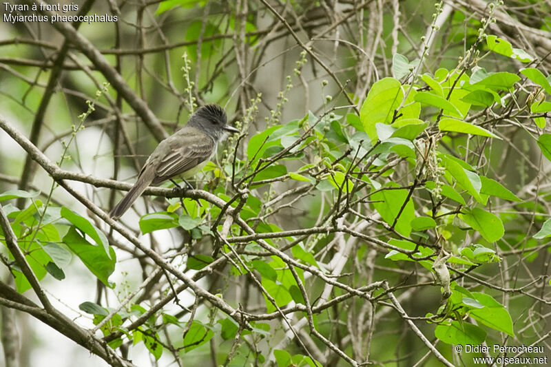 Sooty-crowned Flycatcher