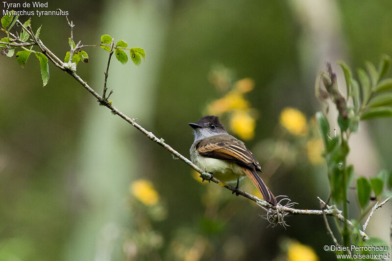 Brown-crested Flycatcher