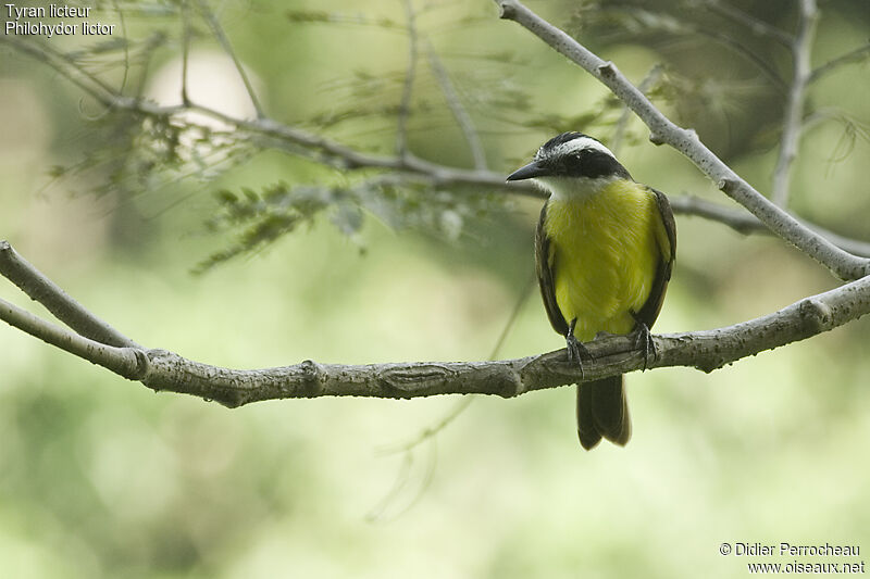 Lesser Kiskadee, identification