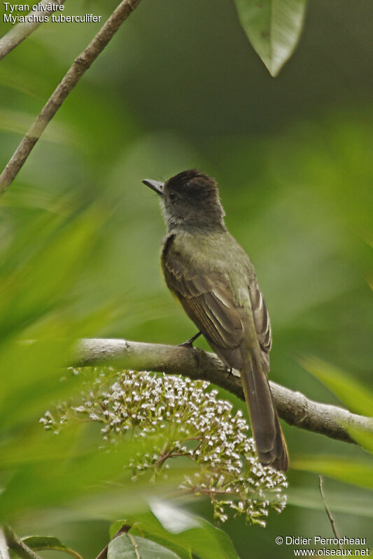 Dusky-capped Flycatcher