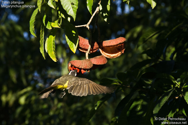 Boat-billed Flycatcher