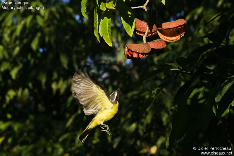 Boat-billed Flycatcher