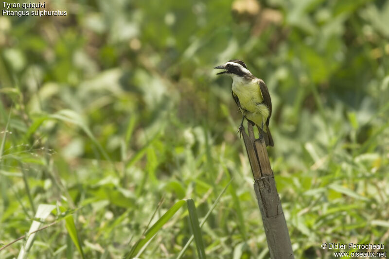 Great Kiskadee, identification