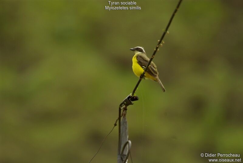 Social Flycatcher