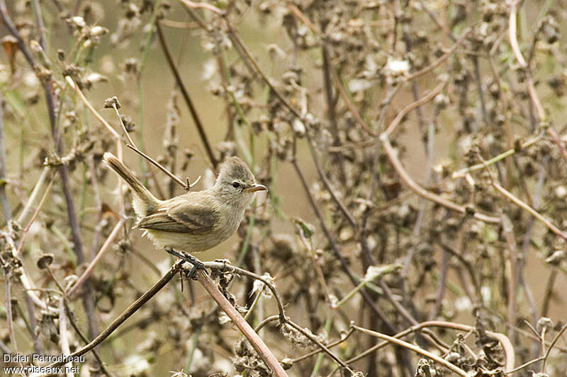 Tyranneau passegrisjuvénile, identification