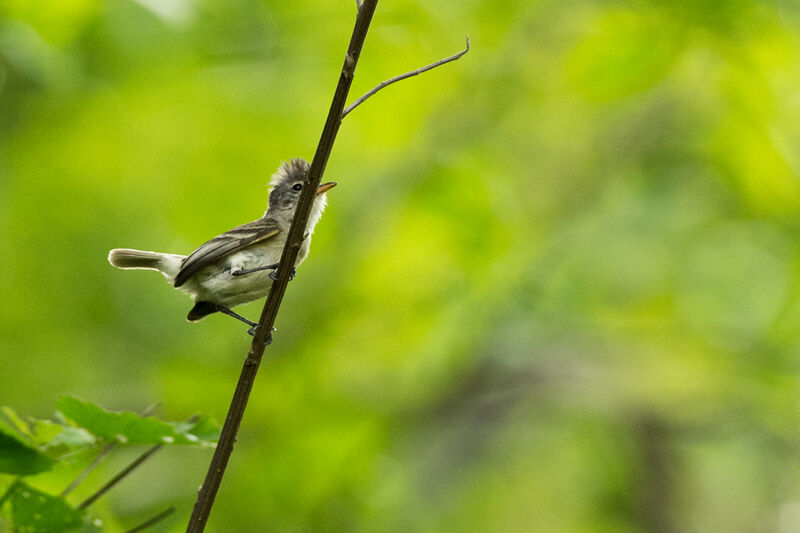 Southern Beardless Tyrannulet