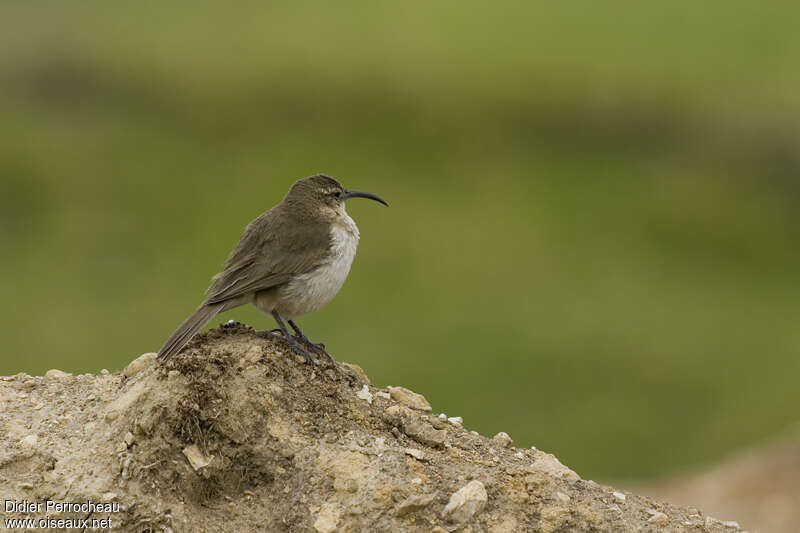 Buff-breasted Earthcreeperadult