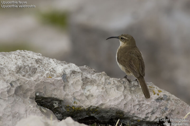 Upucerthie fauve, identification