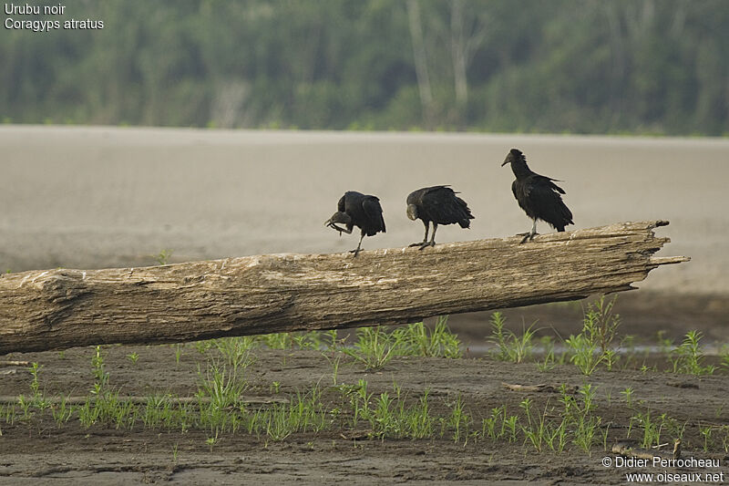 Black Vulture