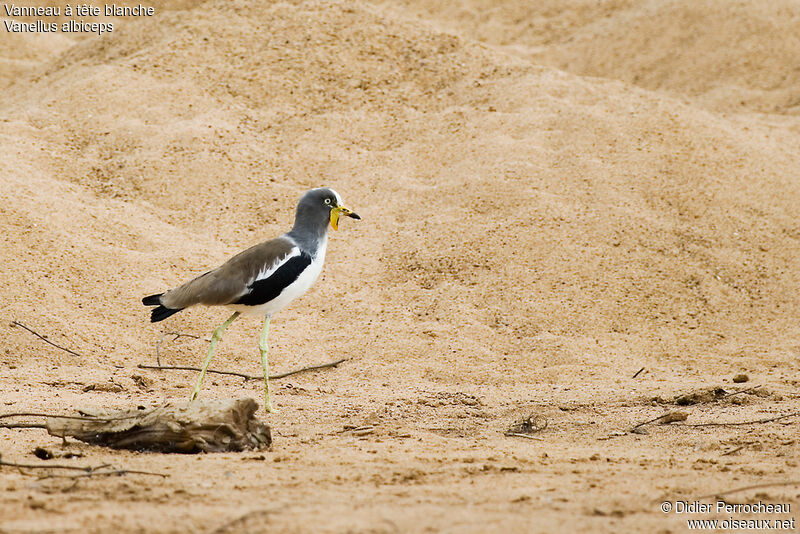 White-crowned Lapwing