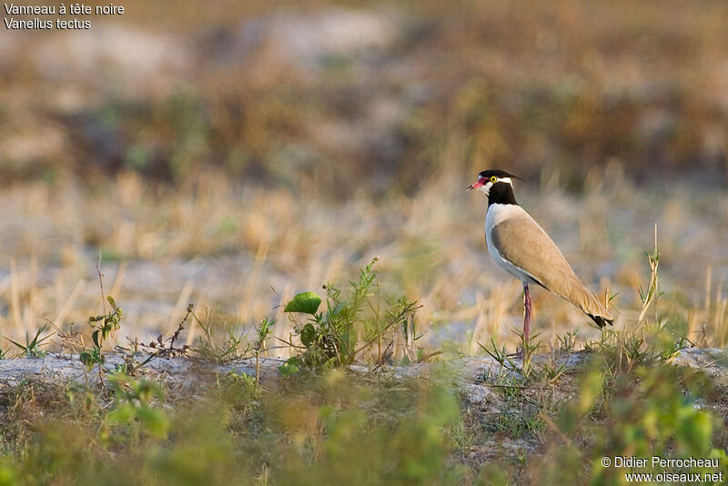 Black-headed Lapwing