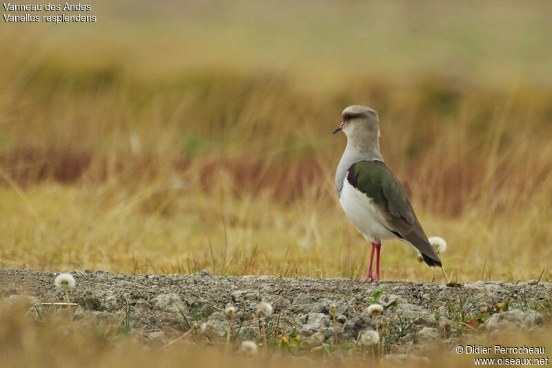 Andean Lapwing