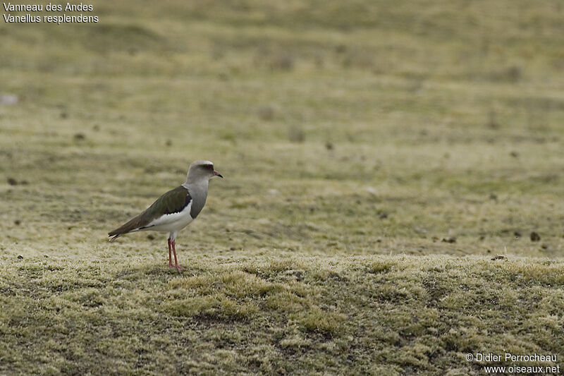 Andean Lapwing