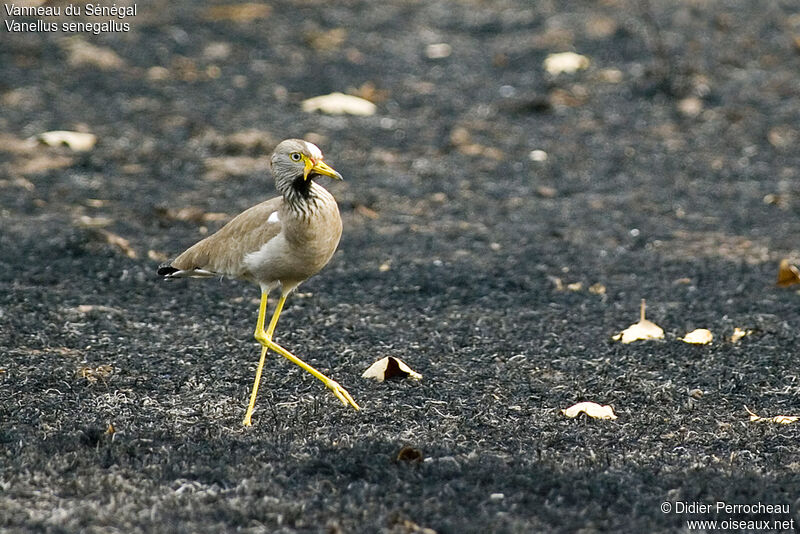 Vanneau du Sénégal