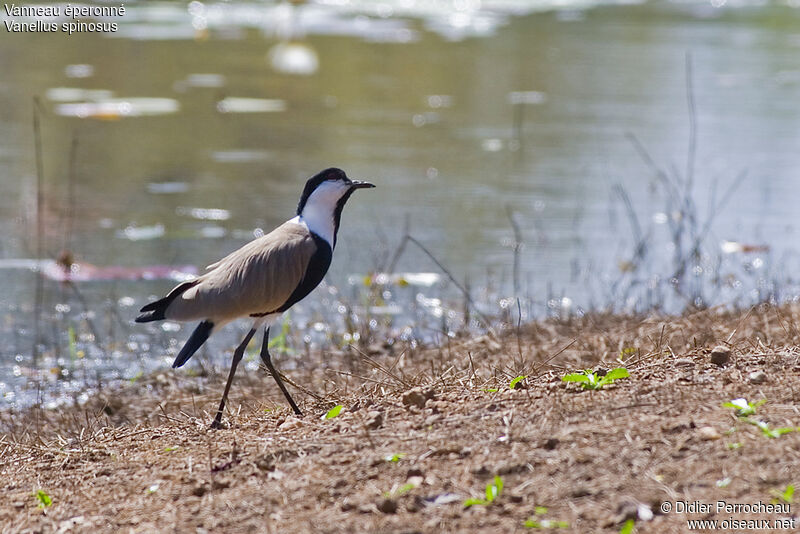 Spur-winged Lapwing