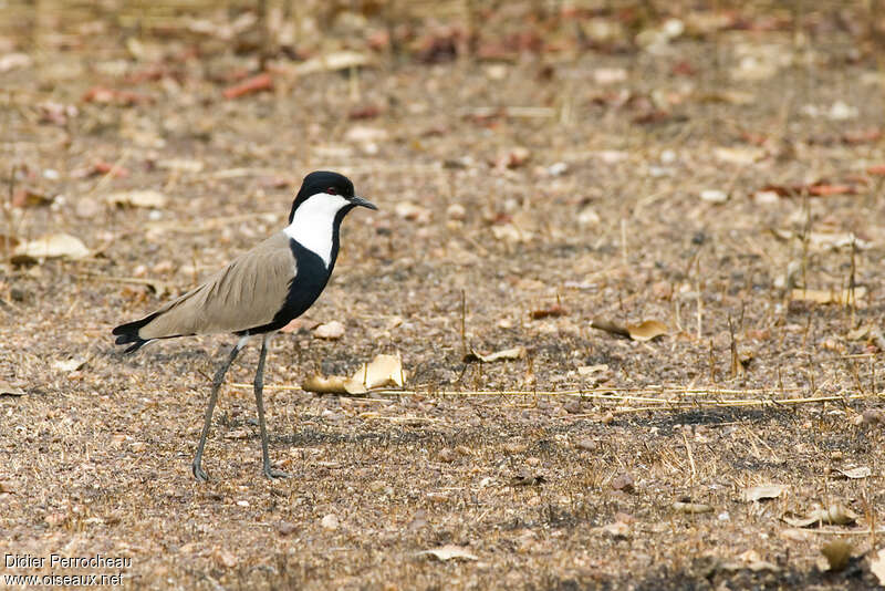 Spur-winged Lapwing