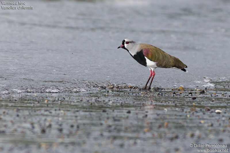 Southern Lapwing