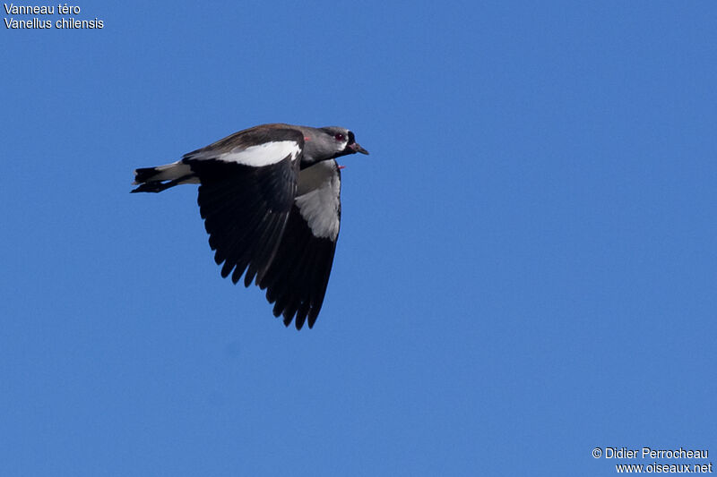 Southern Lapwing