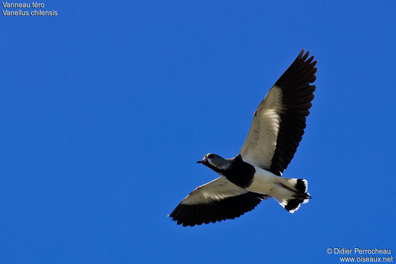 Southern Lapwing