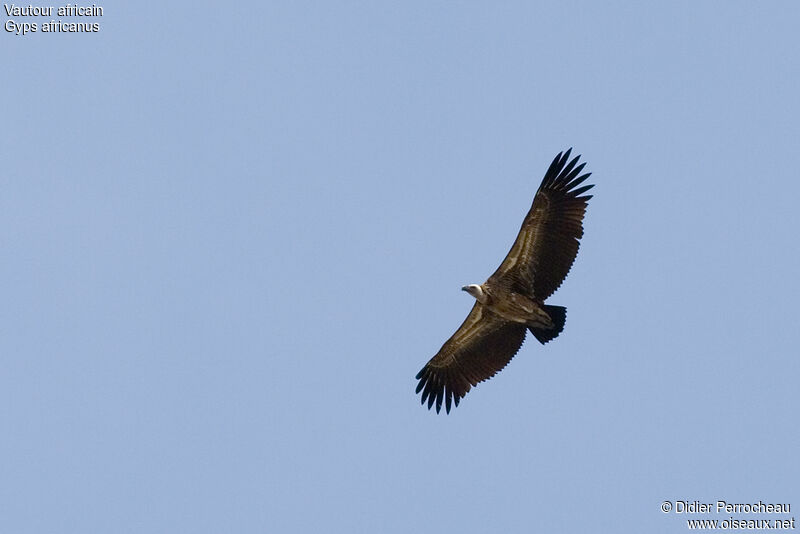 White-backed Vultureimmature