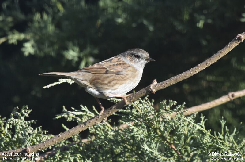 Dunnock