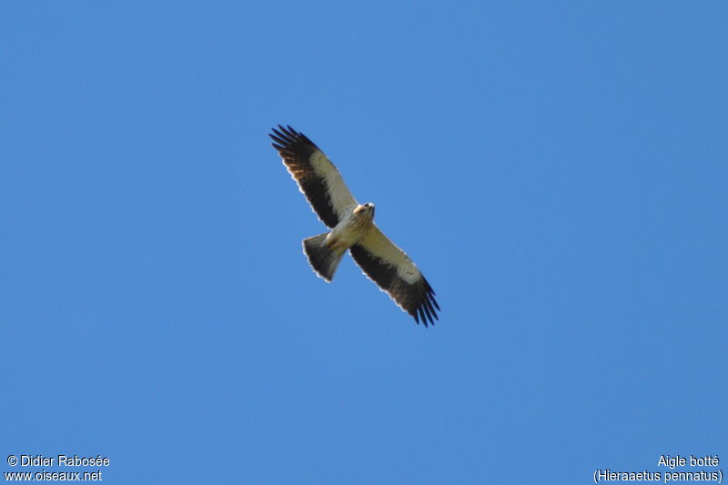 Aigle botté, Vol