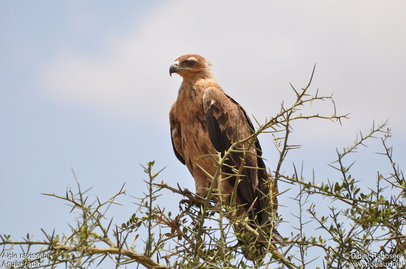 Tawny Eagle