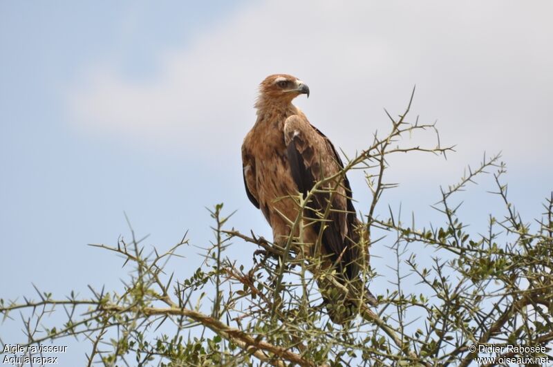 Tawny Eagle