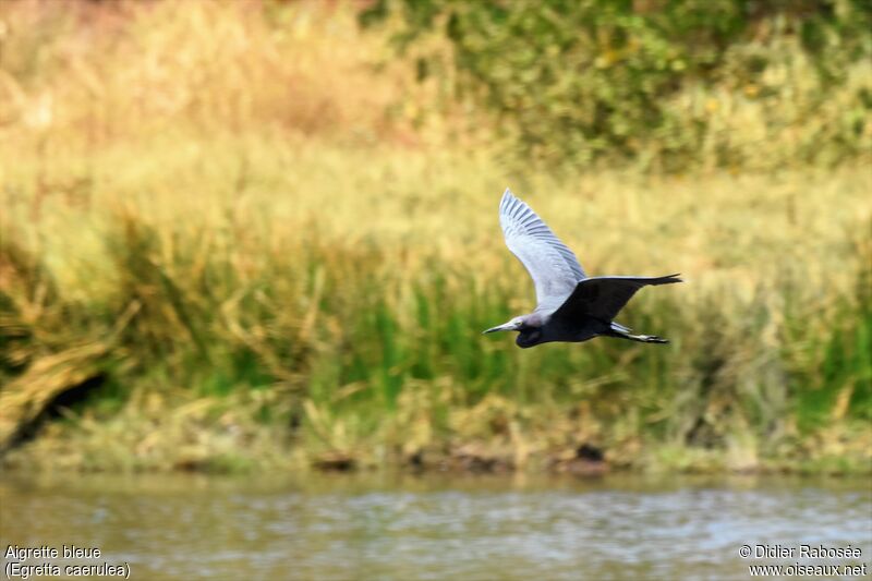 Aigrette bleue, Vol