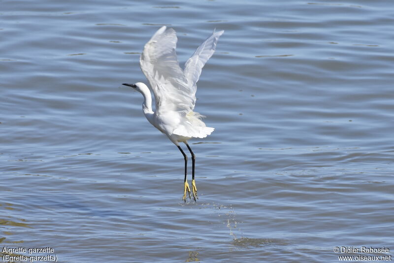 Aigrette garzetteadulte