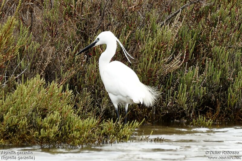 Aigrette garzetteadulte nuptial