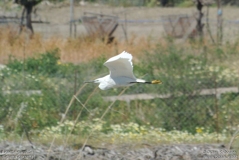 Aigrette garzette, Vol