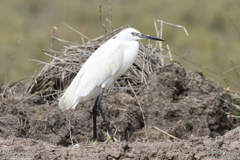 Little Egret