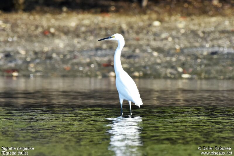 Snowy Egret