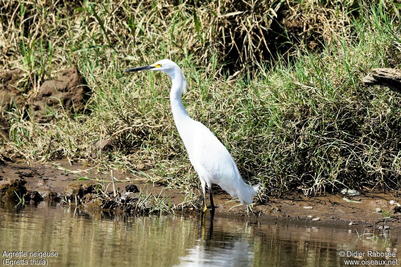 Snowy Egret