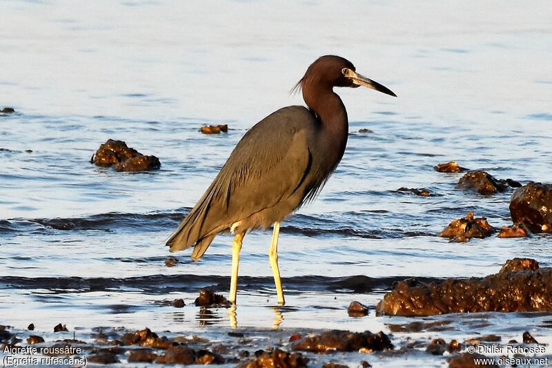 Reddish Egret