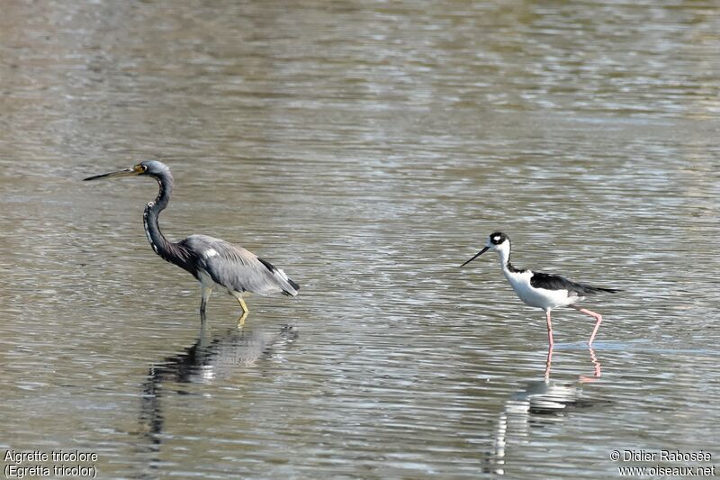 Tricolored Heron