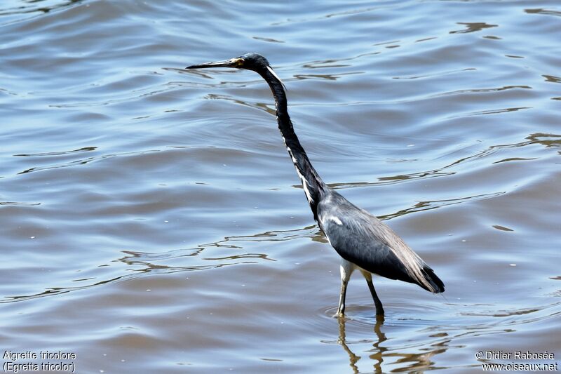 Aigrette tricolore