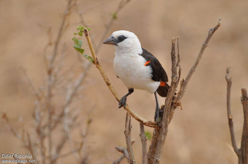 White-headed Buffalo Weaveradult, pigmentation