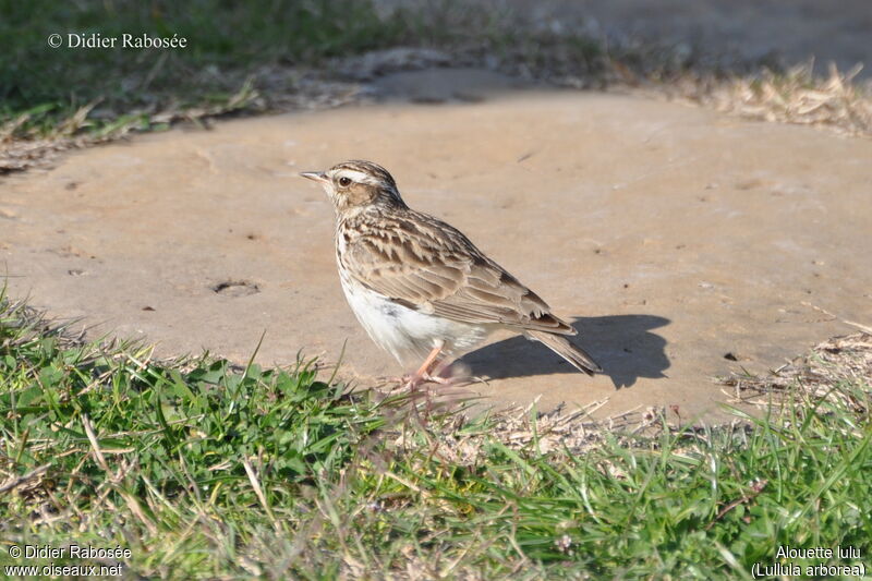 Woodlark