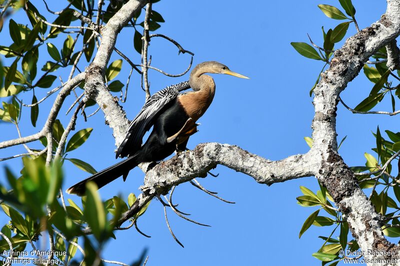 Anhinga d'Amérique femelle adulte