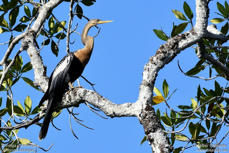 Anhinga female adult